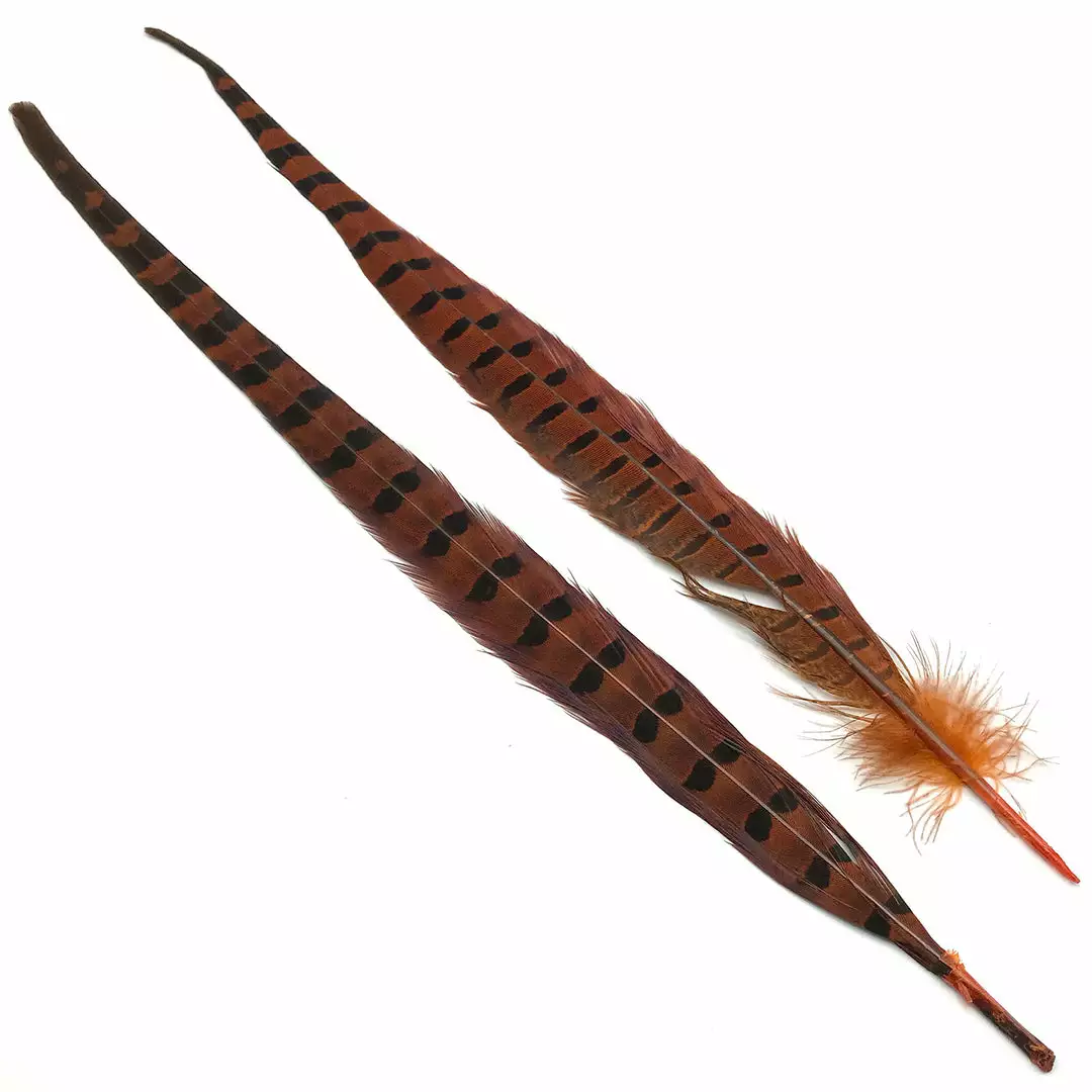 Hareline Ringneck Pheasant Tail Pair 7 Hareline Ringneck Pheasant Tail Pair